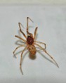 /album/theridiidae/steatoda-triangulosa-a-jpg/